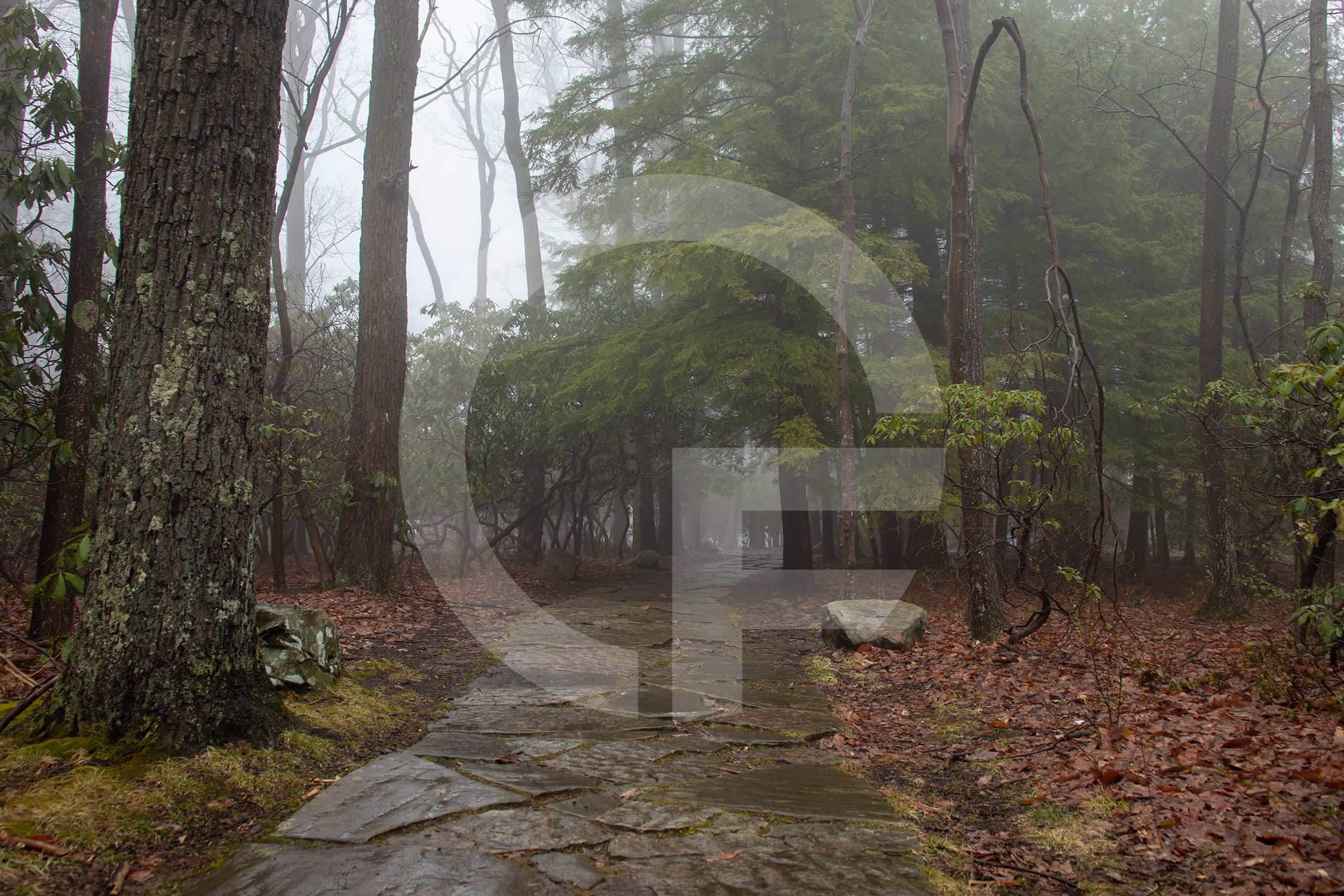 stone path winding into the foggy forest