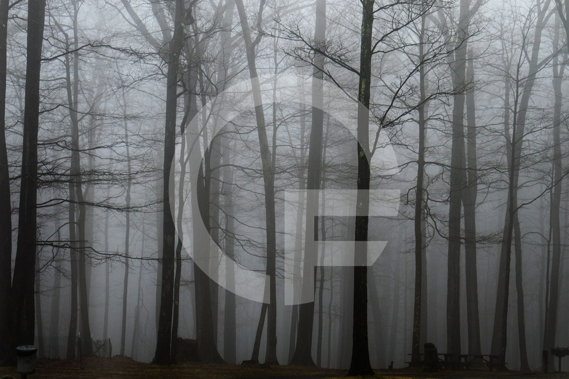 forest trees in the fog