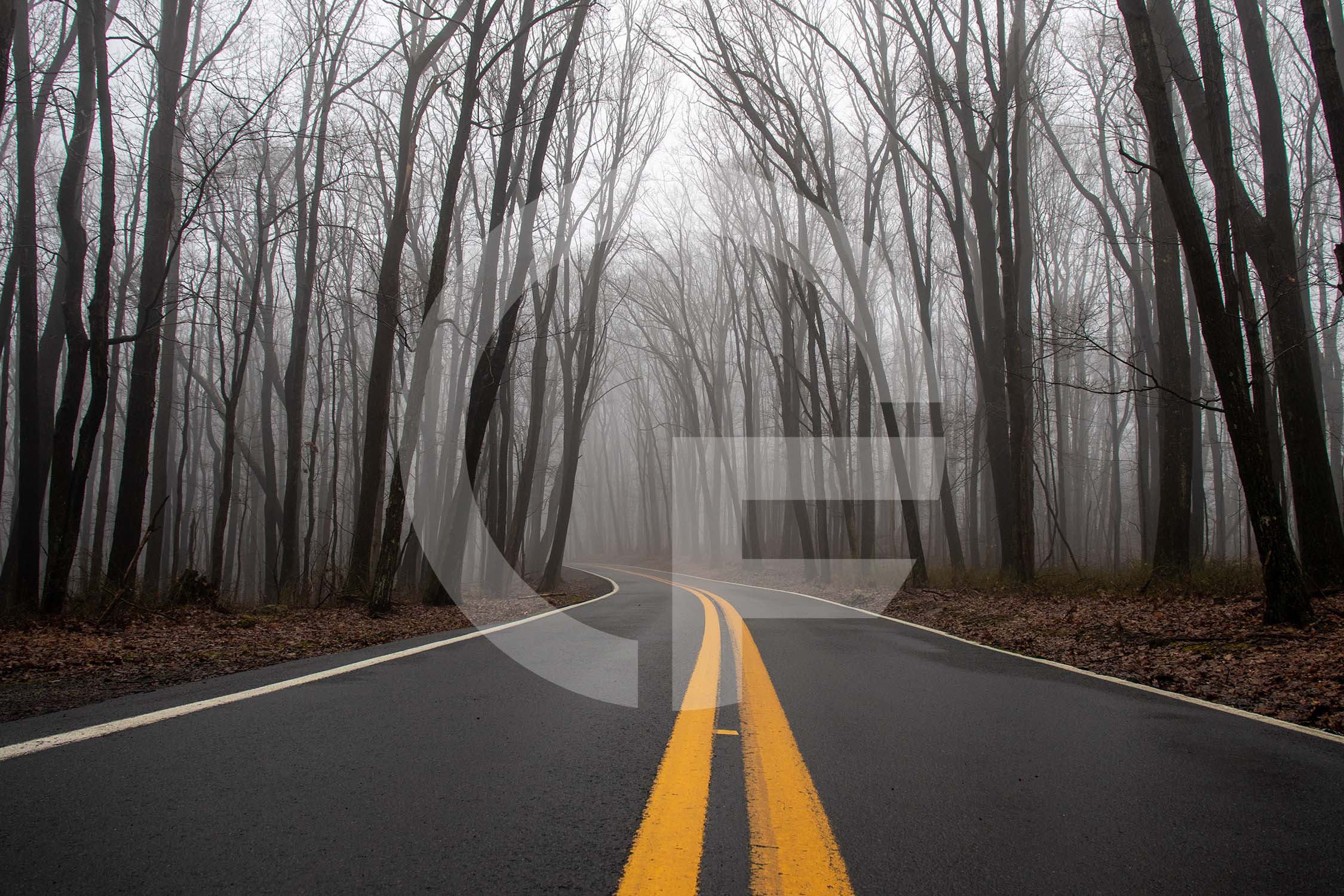 Road curving into the foggy forest