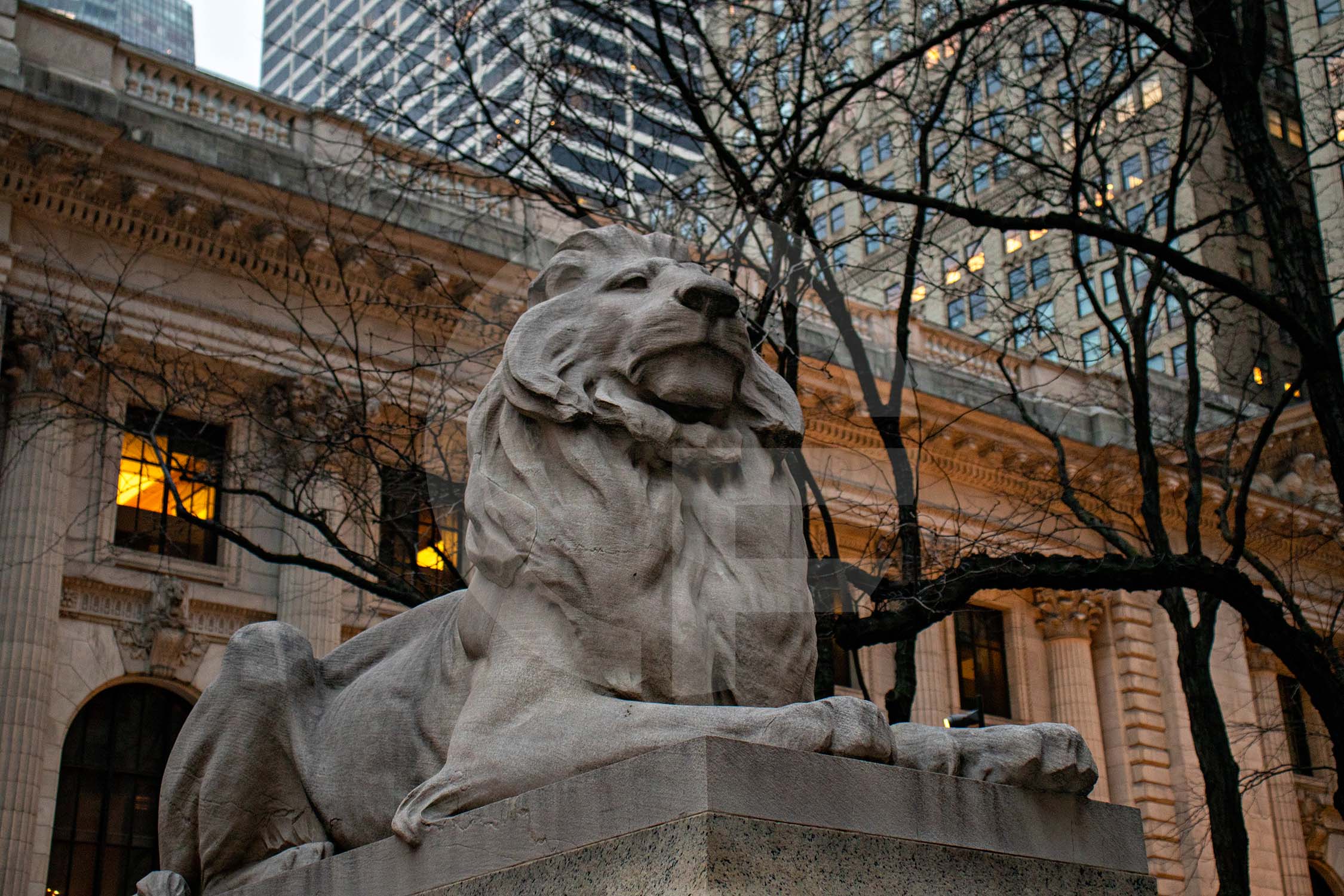 lion statue in front of library